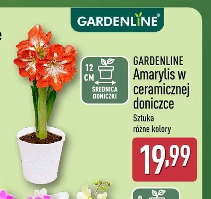 Amarylis w ceramicznej doniczce Gardenline promocja w Aldi