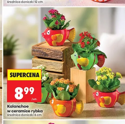 Kalanchoe w ceramice rybka promocja w Biedronka