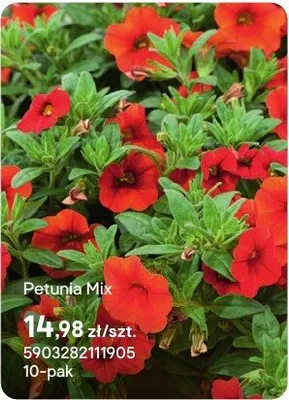 Petunia Mix promocja w Castorama