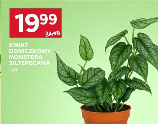 Kwiat doniczkowy Monstera Siltepecana promocja w Stokrotka