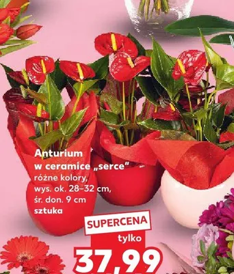 Anturium w ceramice "serce" różne kolory promocja w Kaufland