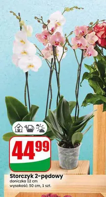 Storczyk 2-pędowy doniczka 12cm wysokość 50cm promocja w Dino