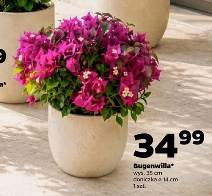 Bugenwilla wys. 35cm doniczka ø 14cm promocja w Netto