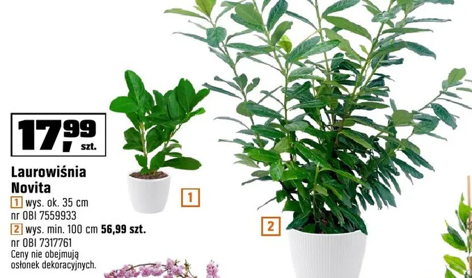 Laurowiśnia Novita wys. ok. 35 cm promocja w OBI