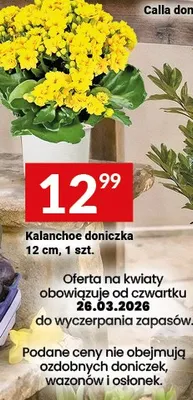 Kalanchoe doniczka 12 cm promocja w Twój Market