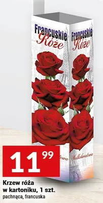 Krzew róża w kartoniku, pachnąca, francuska promocja w Twój Market