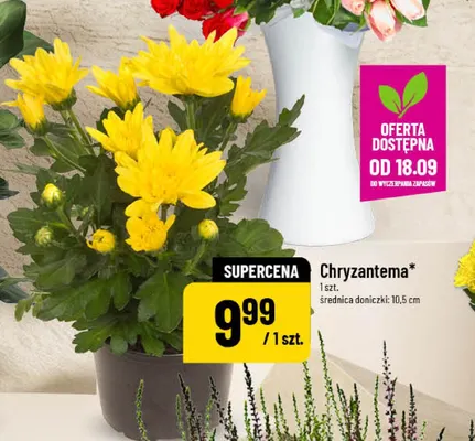 Chryzantema promocja w POLOmarket