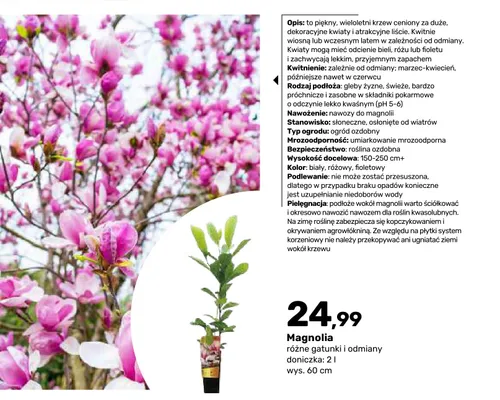 Magnolia promocja w Bricomarche