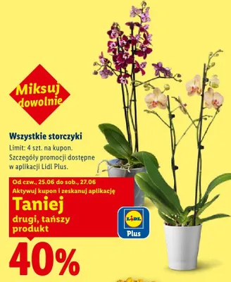 Storczyk biało-żółty promocja w Lidl