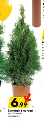Żywotnik Smaragd wys. 50-60cm doniczka 2l promocja w Bricomarche