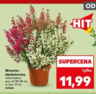 Wrzosiec dwukolorowy promocja w Kaufland