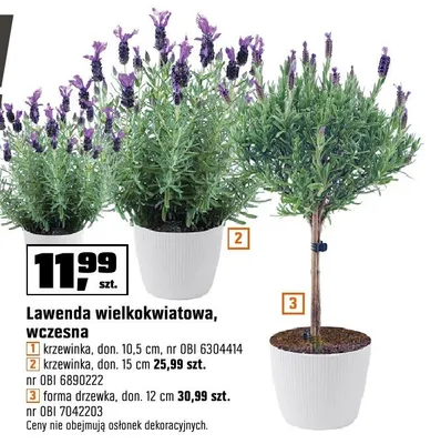 Lawenda wielkokwiatowa, wczesna - krzewinka, don. 15 cm promocja w OBI