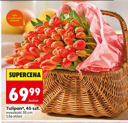 Tulipan 45 szt. wysokość 35 cm promocja w Biedronka