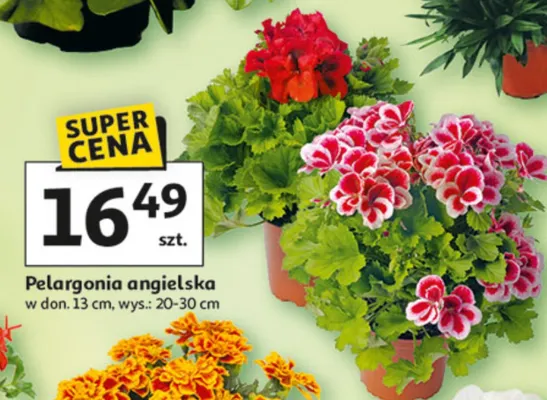 Pelargonia angielska promocja w Auchan