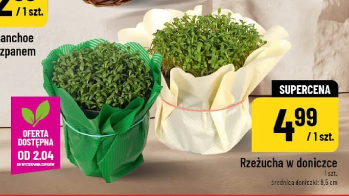 Rzeżucha w doniczce promocja w POLOmarket
