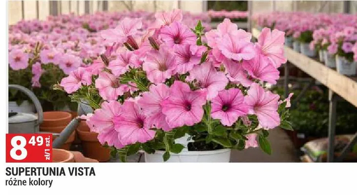 Supertunia Vista promocja w Merkury Market