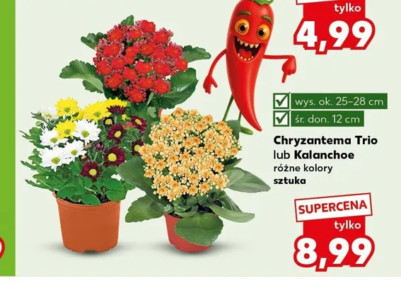 Kalanchoe promocja w Kaufland
