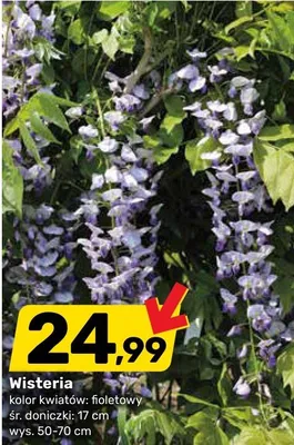 Wisteria kolor kwiatów fioletowy śr. doniczki 17cm wys. 50-70cm promocja w Bricomarche