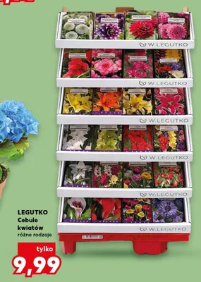 Cebule kwiatów różne rodzaje promocja w Kaufland