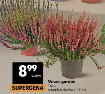 Wrzos garden promocja w Delikatesy Centrum