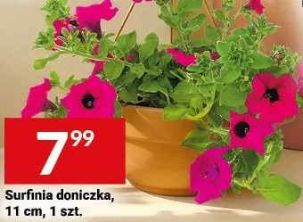 Surfinia doniczka 11cm promocja w Twój Market