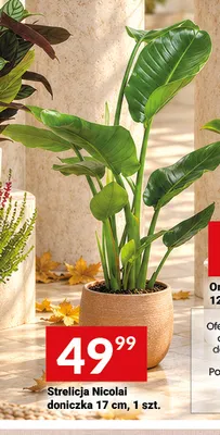 Strelicja Nicolai doniczka 17 cm promocja w Twój Market