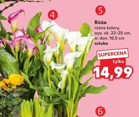 Róża promocja w Kaufland