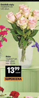 Róża wys. 50cm promocja w Delikatesy Centrum