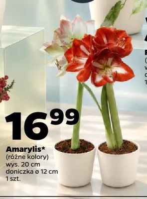 Amarylis promocja w Netto