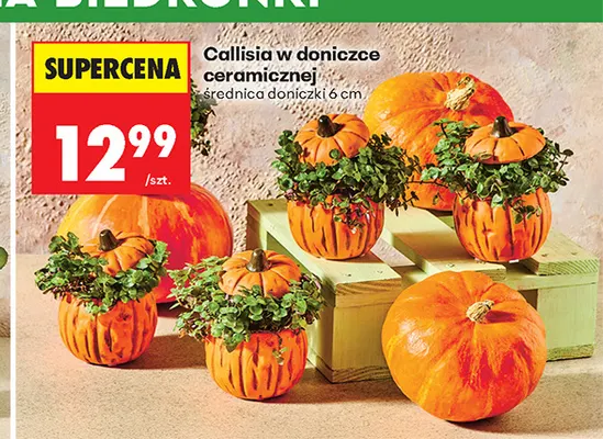 Callisia w doniczce ceramicznej promocja w Biedronka