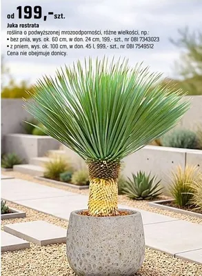 Palma Juka rostrata promocja w OBI