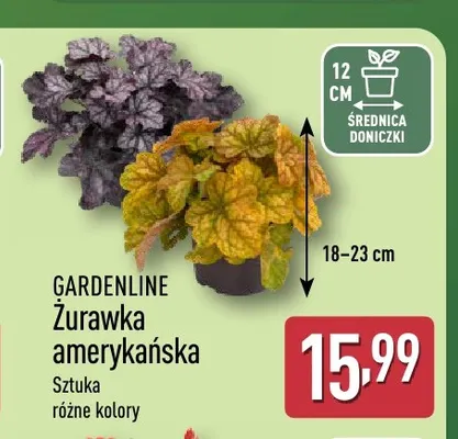 Żurawka amerykańska Gardenline promocja w Aldi