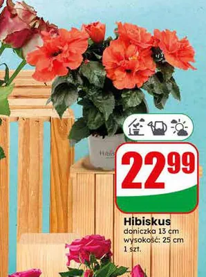 Hibiskus doniczka 13cm wysokość 25cm promocja w Dino