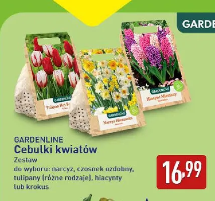 Cebulki kwiatów tulipany Gardenline promocja w Aldi