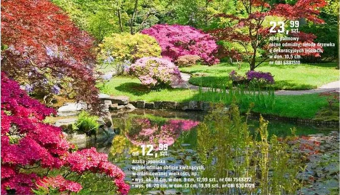 Azalia japońska wybór odmian obficie kwitnących, w zróżnicowanej wielkości promocja w OBI