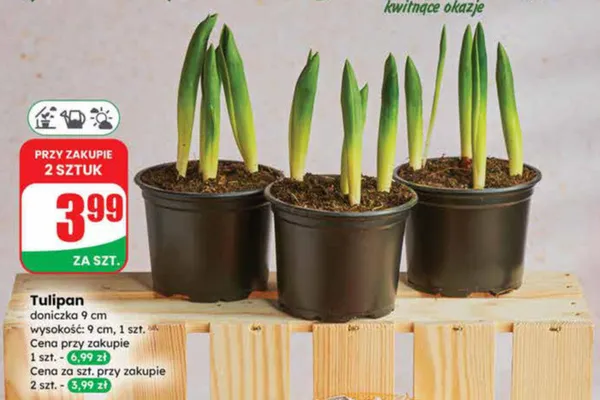 Tulipan promocja w Dino