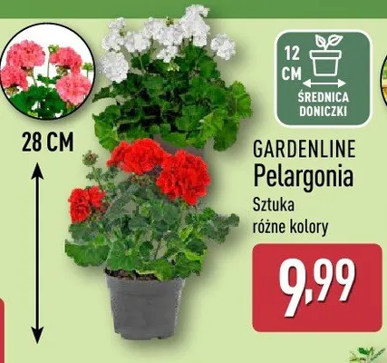 Pelargonia Gardenline różne kolory promocja w Aldi