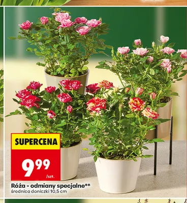 Róża odmiany specjalne promocja w Biedronka