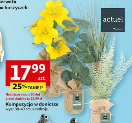 Kompozycja w doniczce promocja w Auchan