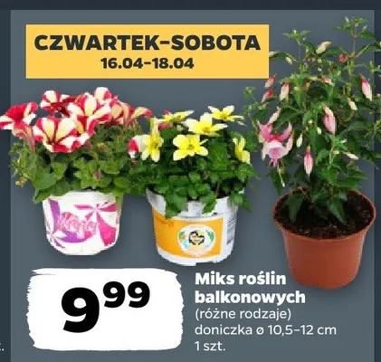 Miks roślin doniczkowych różne rodzaje promocja w Netto