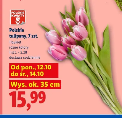 Polskie tulipany 7 szt. promocja w Lidl