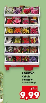 Cebule kwiatów różne rodzaje Legutko promocja w Kaufland