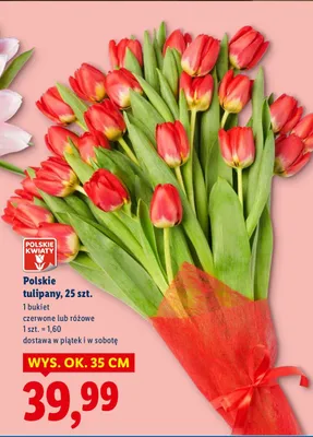 Polskie tulipany czerwone lub różowe 25szt. promocja w Lidl