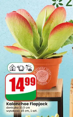 Kalanchoe Flapjack promocja w Dino