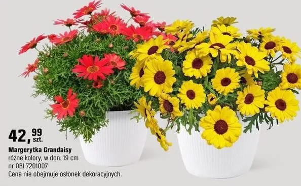 Margerytka Grandaisy różne kolory promocja w OBI