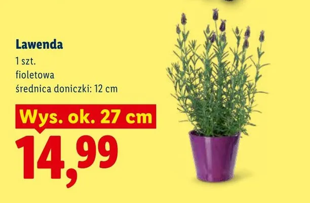 Lawenda fioletowa promocja w Lidl