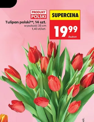 Tulipan polski 14 szt. promocja w Biedronka