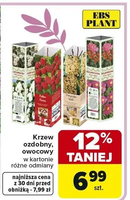Krzew ozdobny, owocowy w kartonie różne odmiany promocja w Carrefour