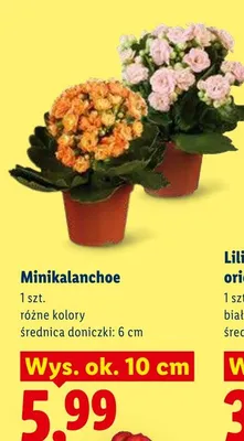 Minikalanchoe średnica doniczki 6cm wys. ok. 10cm promocja w Lidl