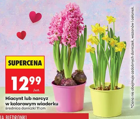 Hiacynt lub narcyz w kolorowym wiaderku promocja w Biedronka